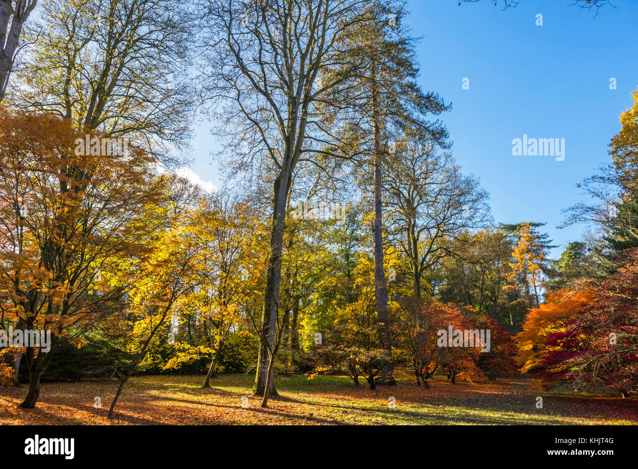 Acer Grove a Westonbirt Arboretum, vicino a Tetbury, Gloucestershire, England, Regno Unito Foto Stock