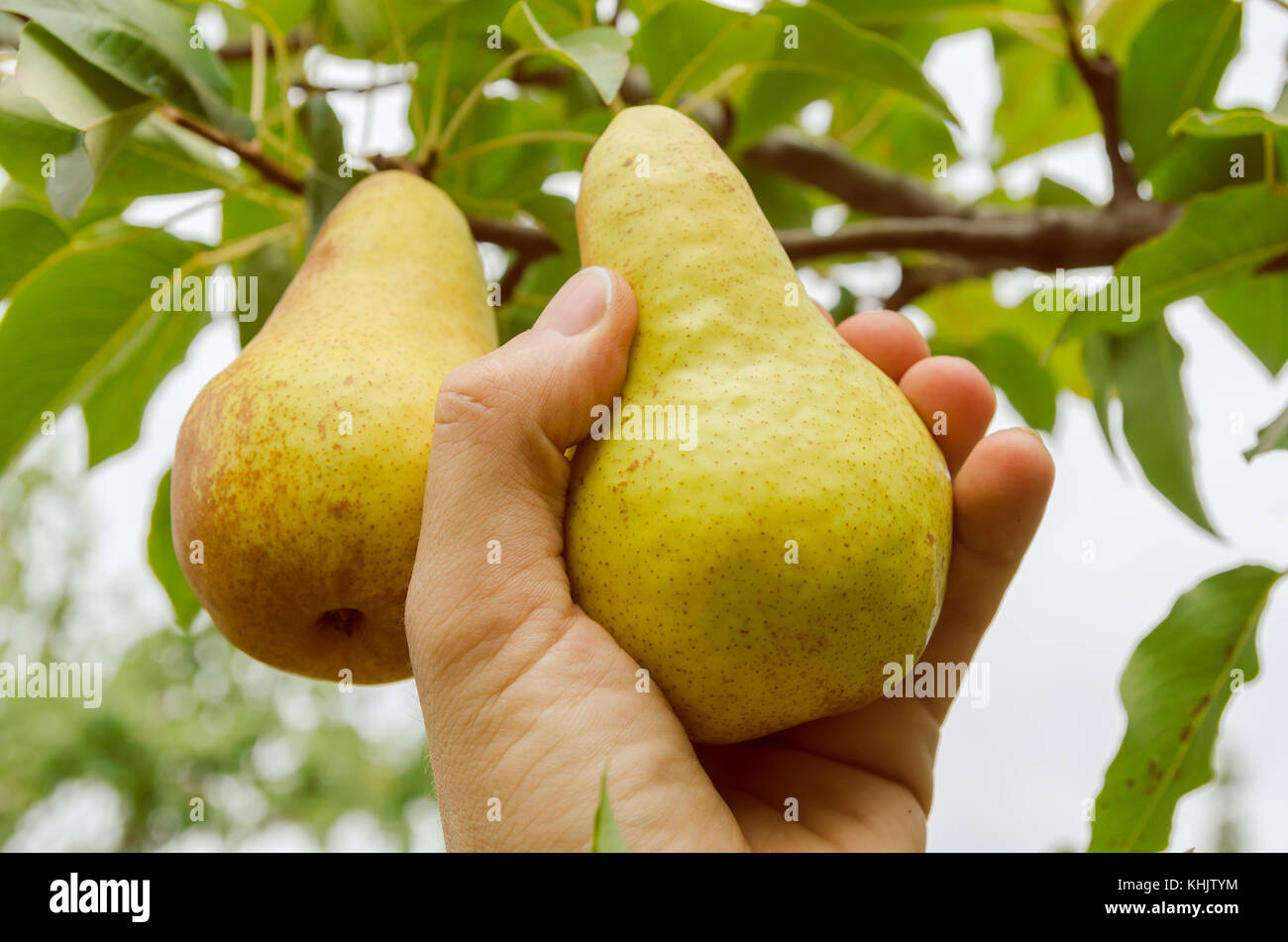 La raccolta di pera in mano Foto Stock