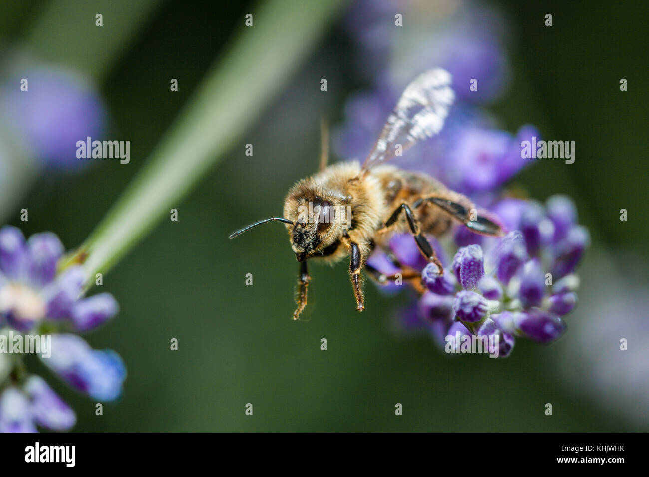 Lana europea carda Bee, Anthidium manicatum, Monaco di Baviera, Germania Foto Stock