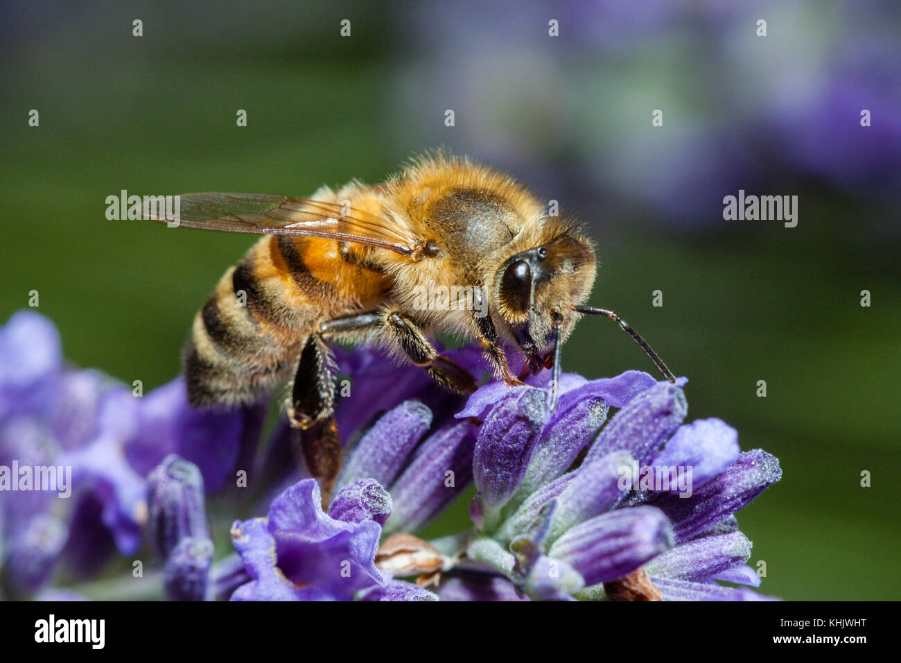 Lana europea carda Bee consuma il polline, Anthidium manicatum, Monaco di Baviera, Germania Foto Stock