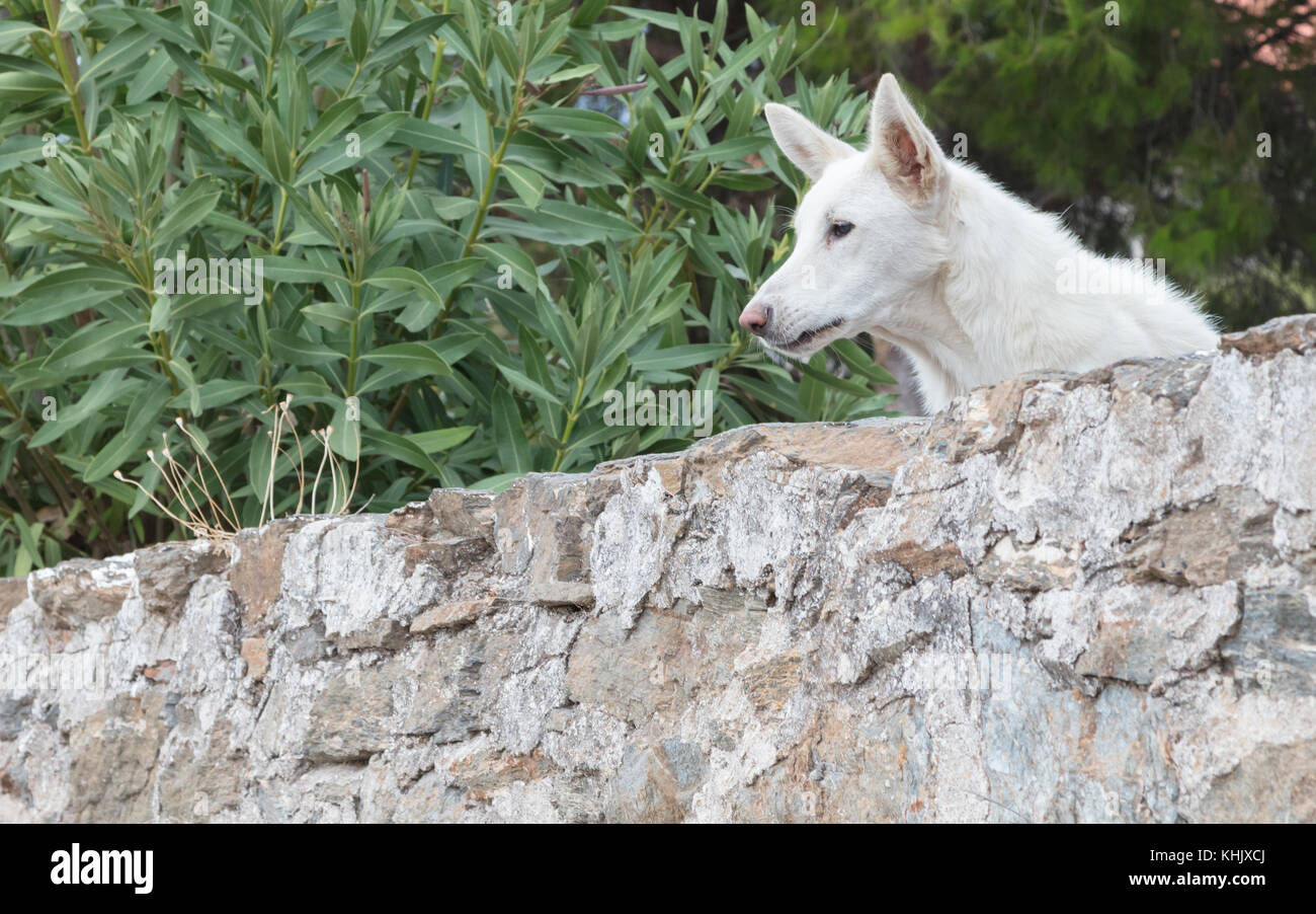 Cane a guardia di una proprietà privata in Grecia Foto Stock