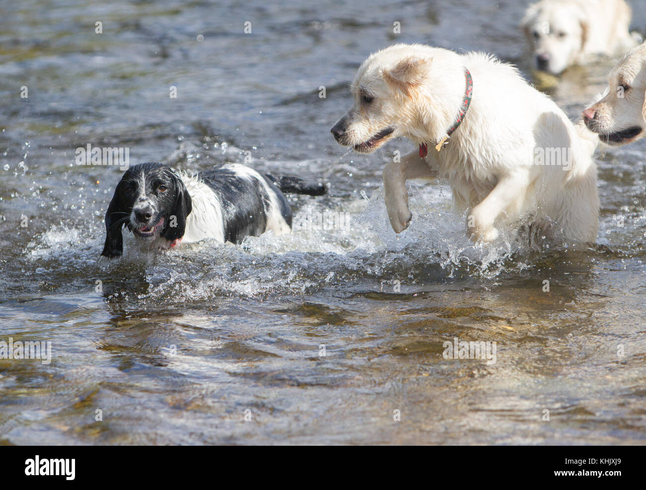 English Springer Spaniel godendo di Exmoor Foto Stock