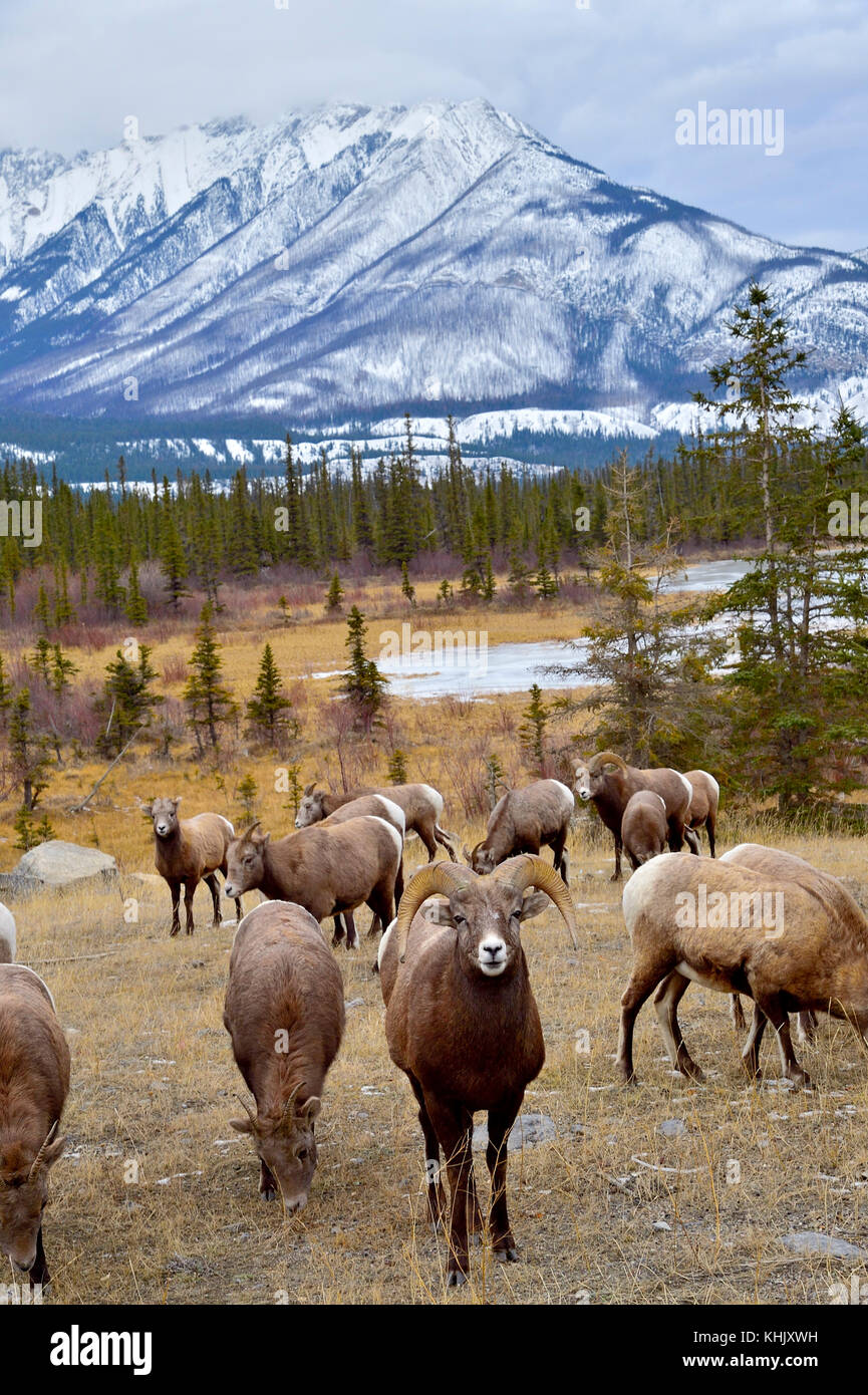 Un'immagine verticale di una mandria di wild Bighorn (Ovis canadensis) rovistando in erba marrone in una maestosa montagna rocciosa orizzontale nella nazione di Jasper Foto Stock