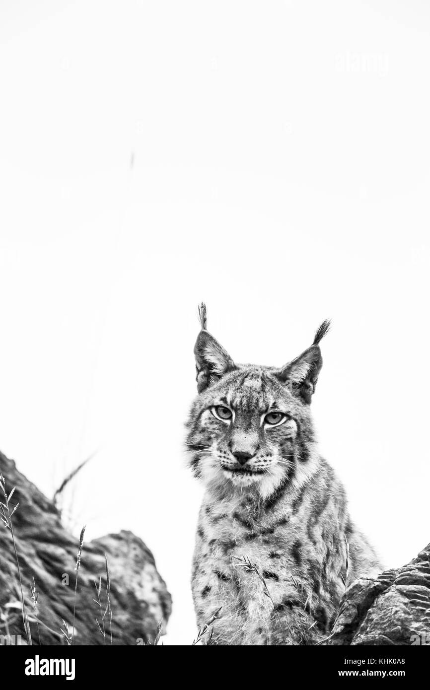 Eurasian (Lynx Lynx lynx) Foto Stock