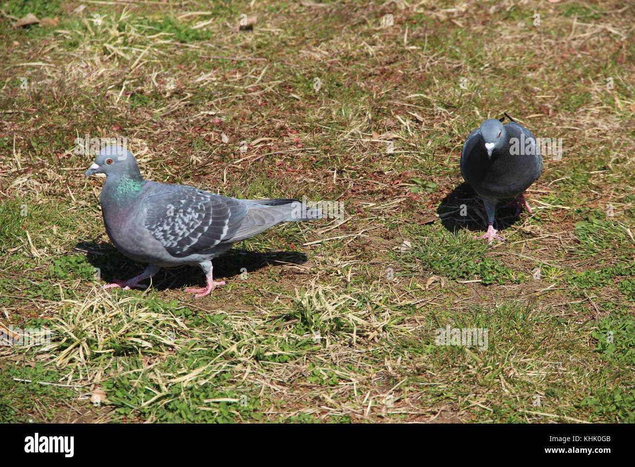 Piccioni in un parco in tokyo, Giappone Foto Stock