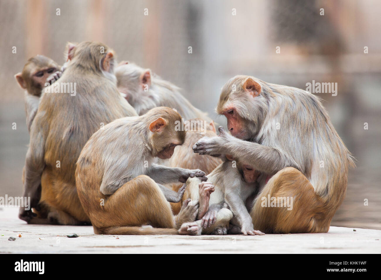 Jaipur, India Foto Stock