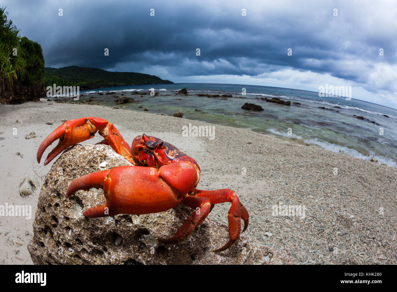 Isola di Natale Granchio rosso a Ethel Beach, Gecarcoidea natalis, Isola Christmas, Australia Foto Stock