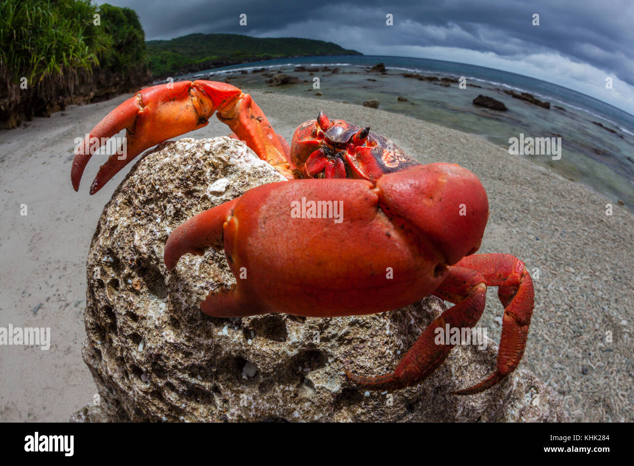Isola di Natale Granchio rosso a Ethel Beach, Gecarcoidea natalis, Isola Christmas, Australia Foto Stock