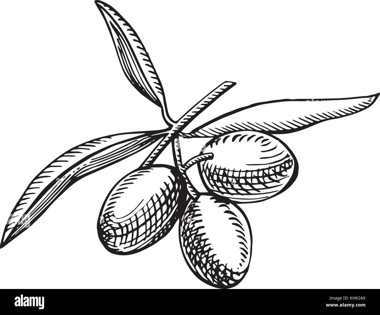 Un ramo di olive mature è succosa versata con olio. farmers market menu design. cibo organico poster. mano vintage bozzetto illustrazione vettoriale. grafico lineare. Illustrazione Vettoriale