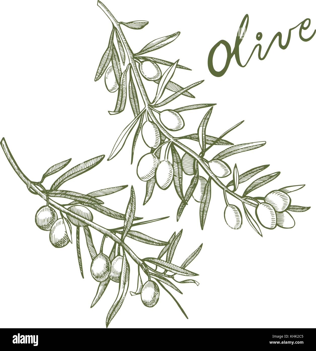 Un ramo di olive mature è succosa versata con olio. farmers market menu design. cibo organico poster. mano vintage bozzetto illustrazione vettoriale. grafico lineare. Illustrazione Vettoriale
