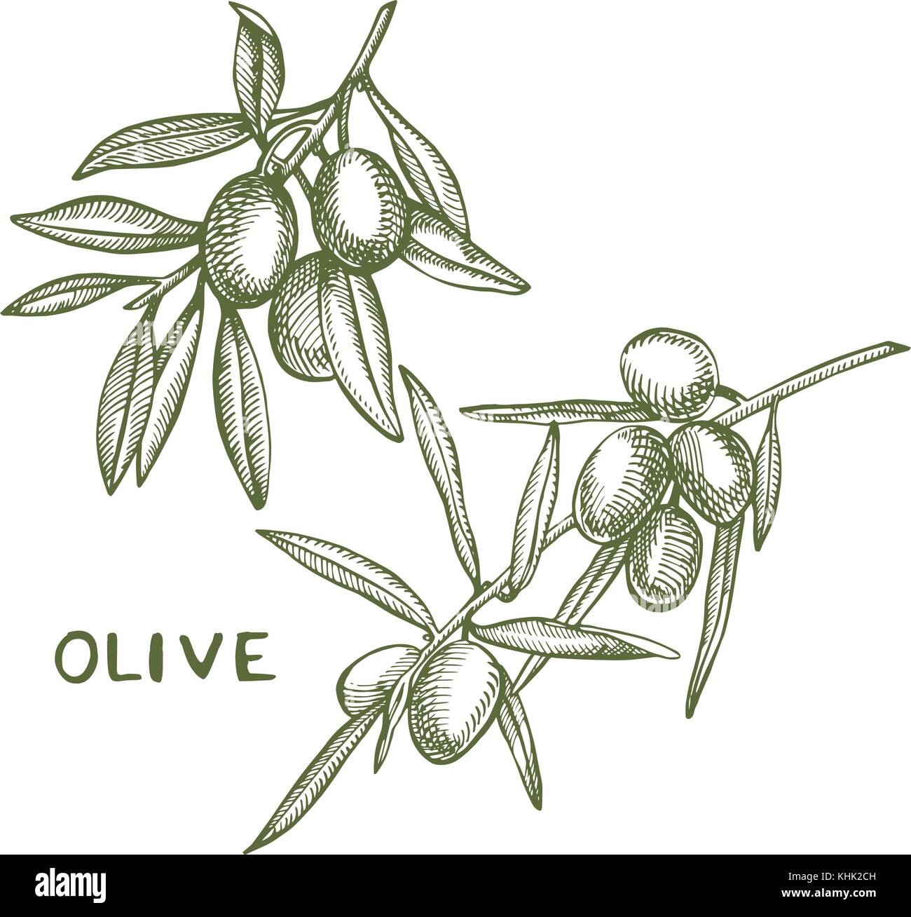Un ramo di olive mature è succosa versata con olio. farmers market menu design. cibo organico poster. mano vintage bozzetto illustrazione vettoriale. grafico lineare. Illustrazione Vettoriale