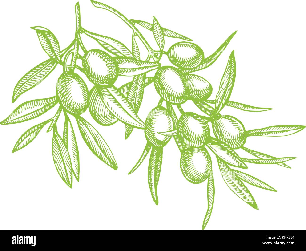 Un ramo di olive mature è succosa versata con olio. farmers market menu design. cibo organico poster. mano vintage bozzetto illustrazione vettoriale. grafico lineare. Illustrazione Vettoriale