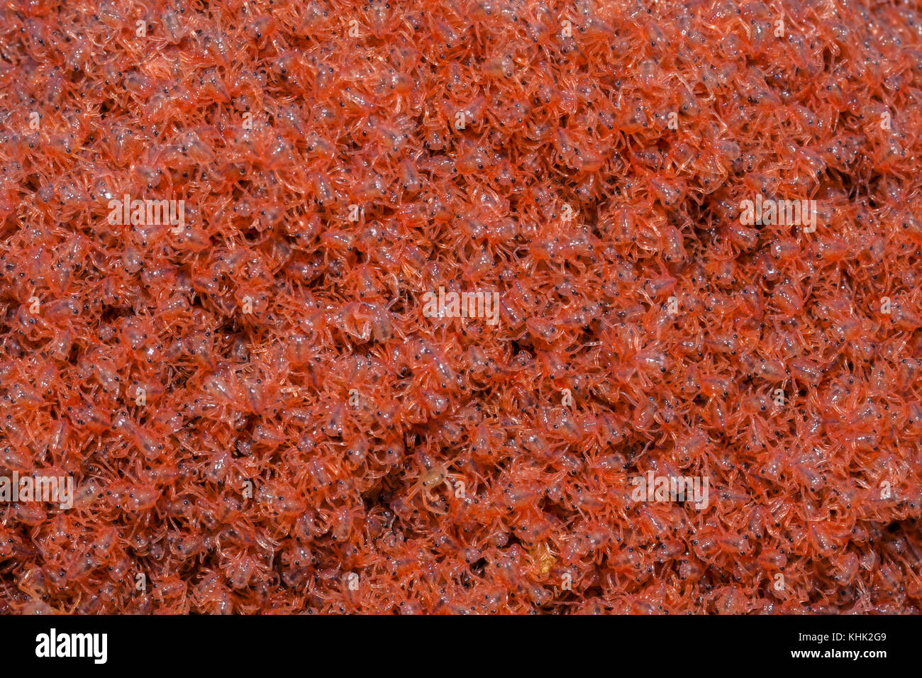 Il novellame di granchi di ritornare sulla Terra, Gecarcoidea natalis, Isola Christmas, Australia Foto Stock