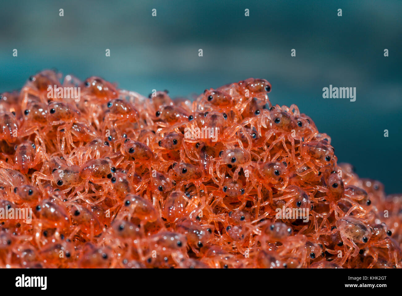 Il novellame di granchi di ritornare sulla Terra, Gecarcoidea natalis, Isola Christmas, Australia Foto Stock