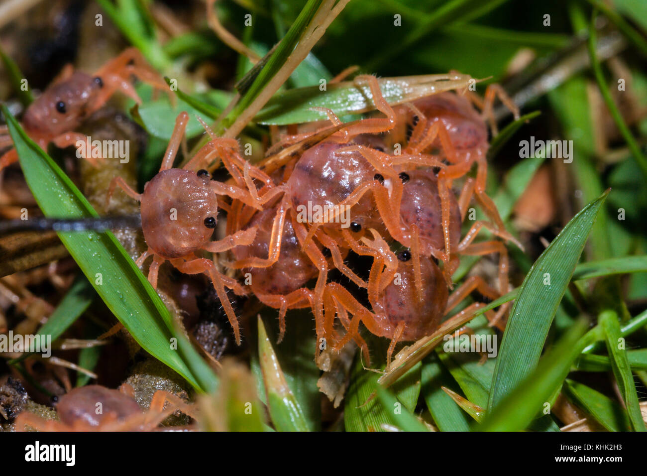 Il novellame di granchi alimentare sulla cuticola, Gecarcoidea natalis, Isola Christmas, Australia Foto Stock