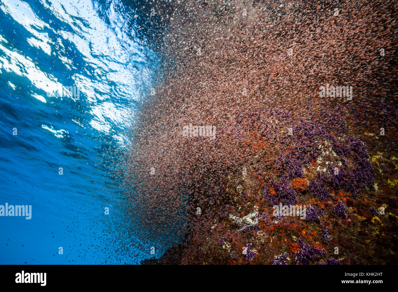 Nuvole di larve di granchio swirl vicino a riva, Gecarcoidea natalis, Isola Christmas, Australia Foto Stock