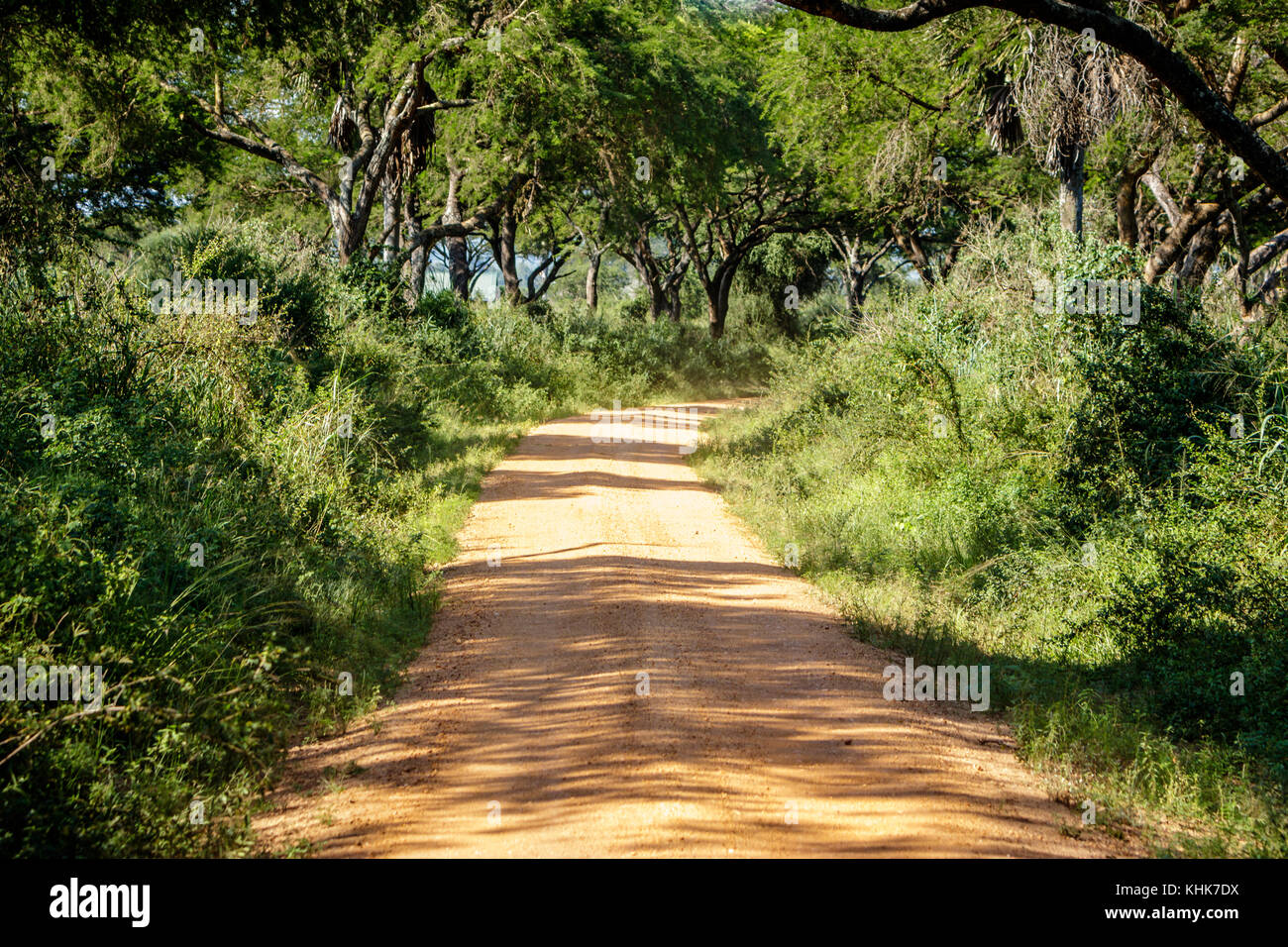 Una strada sterrata attraverso splendidi alberi di Savannah nel Murchison Falls National Park nelle immediate vicinanze del lago Albert. trivellazione petrolifera sarà accadendo vicino a questa strada. Foto Stock