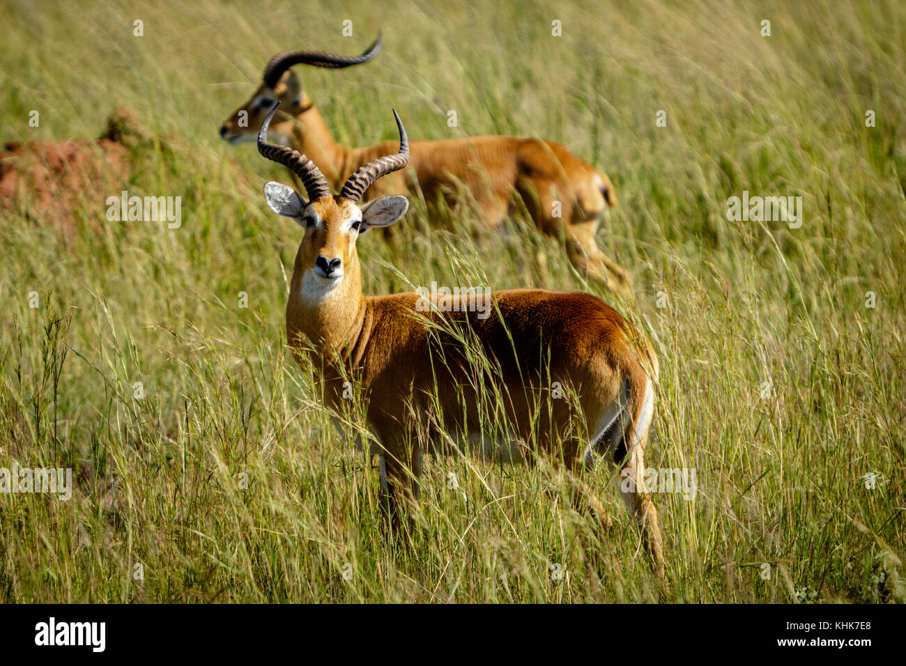 Curioso uganda kob in piedi in erba nel Murchison Falls National Park nelle immediate vicinanze del lago Albert. Foto Stock