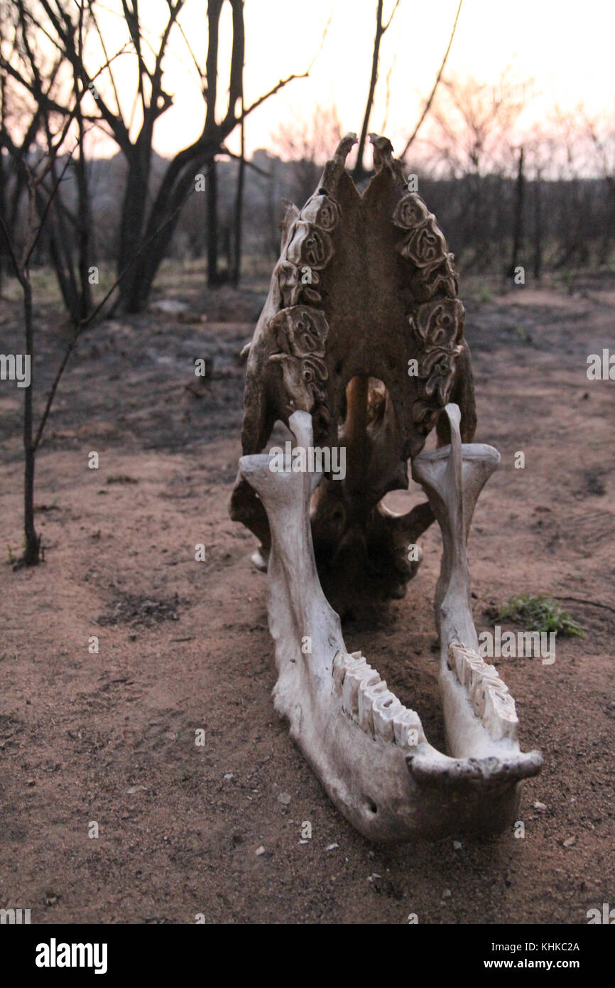 Parco di Matobo, dello Zimbabwe - 17 Ottobre 2011: Harare, Zimbabwe. 11 ottobre. Slull di un bollito rinoceronte bianco in Matobo National Park. Credito: David Mbiyu/Alamy Live News Foto Stock