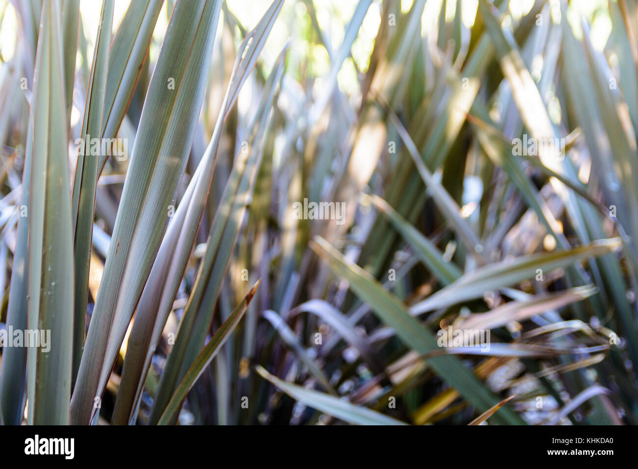 Foglie sottili di un selvaggio semi-pianta acquatica con sfondo sfocato. Foto Stock