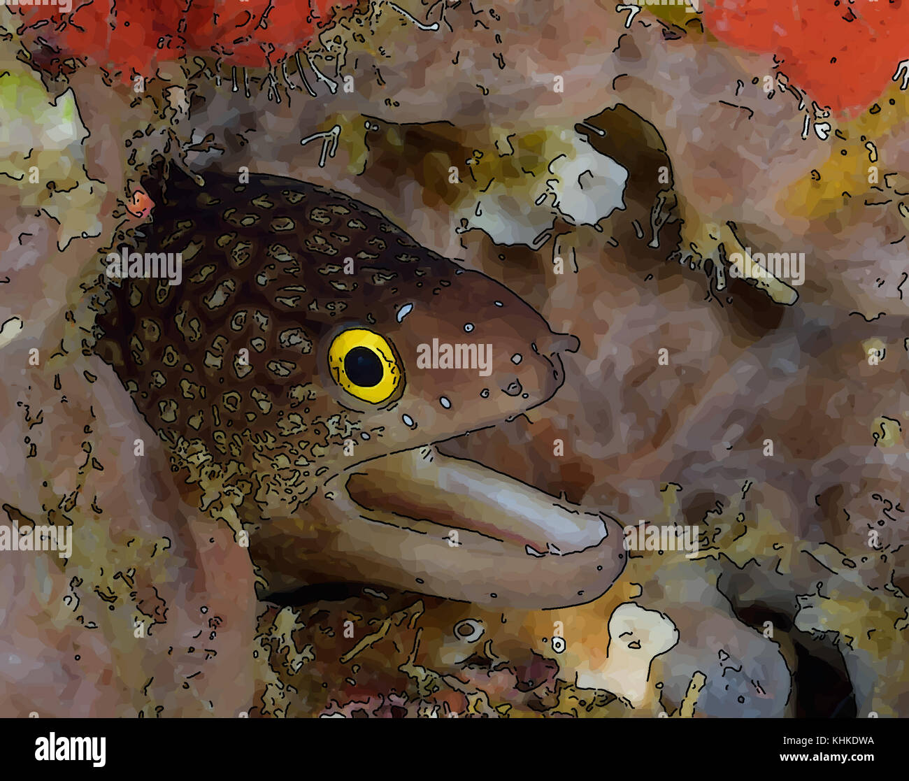 Giallo-eyed moray guardando fuori dalla barriera corallina. Foto Stock