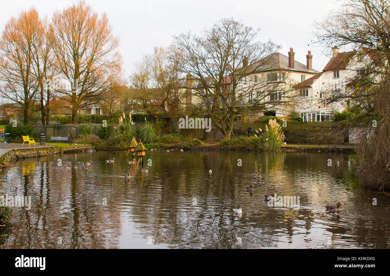 Il piccolo viale alberato fiume che scorre attraverso il parco Ward in Bangor County Down in Irlanda del Nord Foto Stock