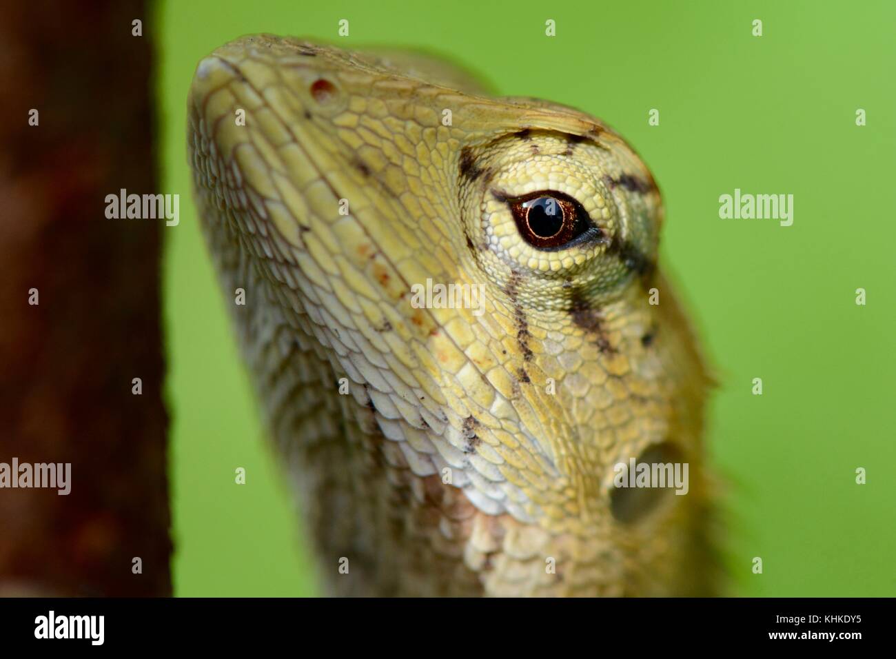 Lucertola comune dal Borneo Foto Stock