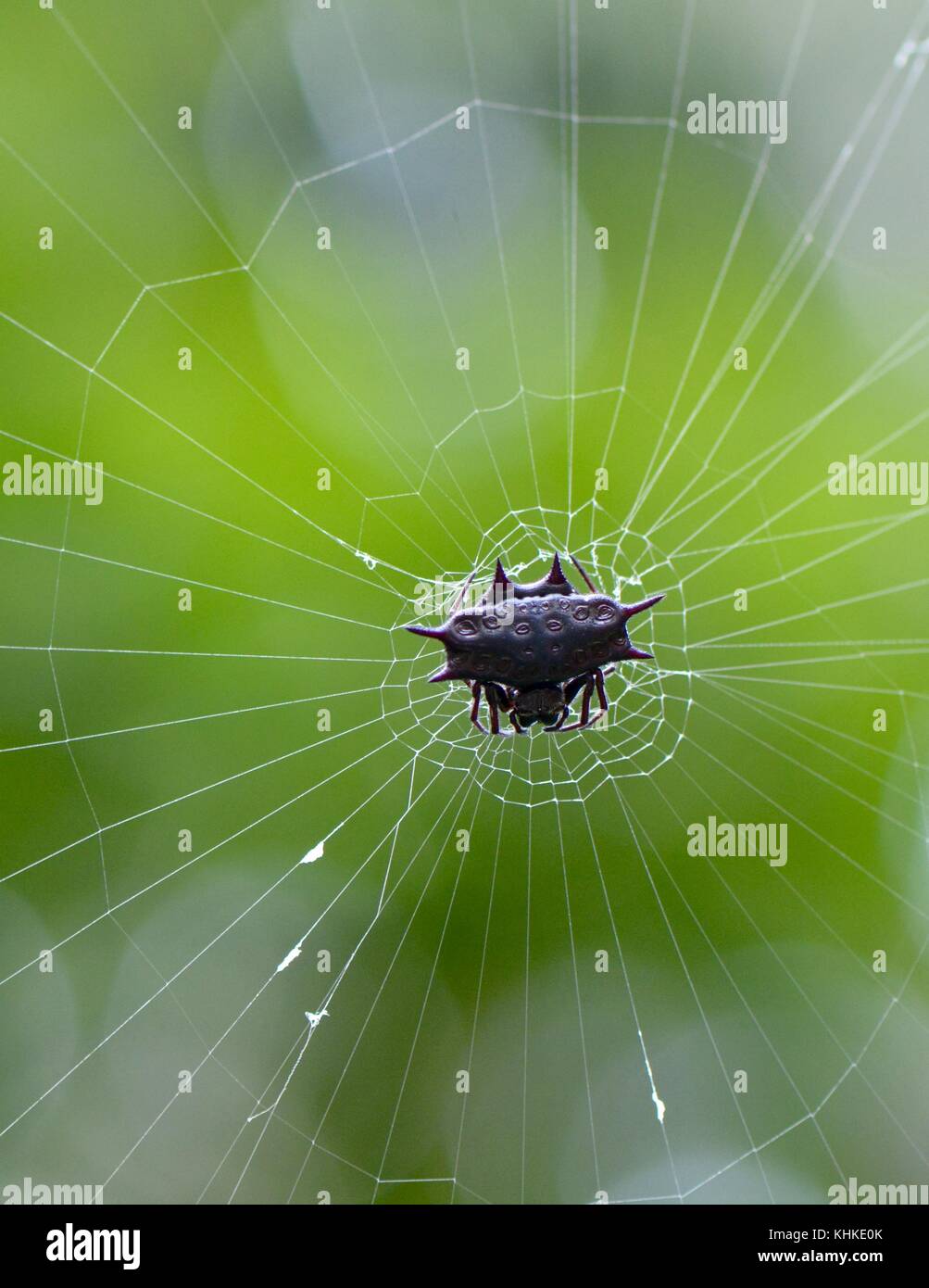 Spinosa orb weaver nella giungla del Borneo Foto Stock