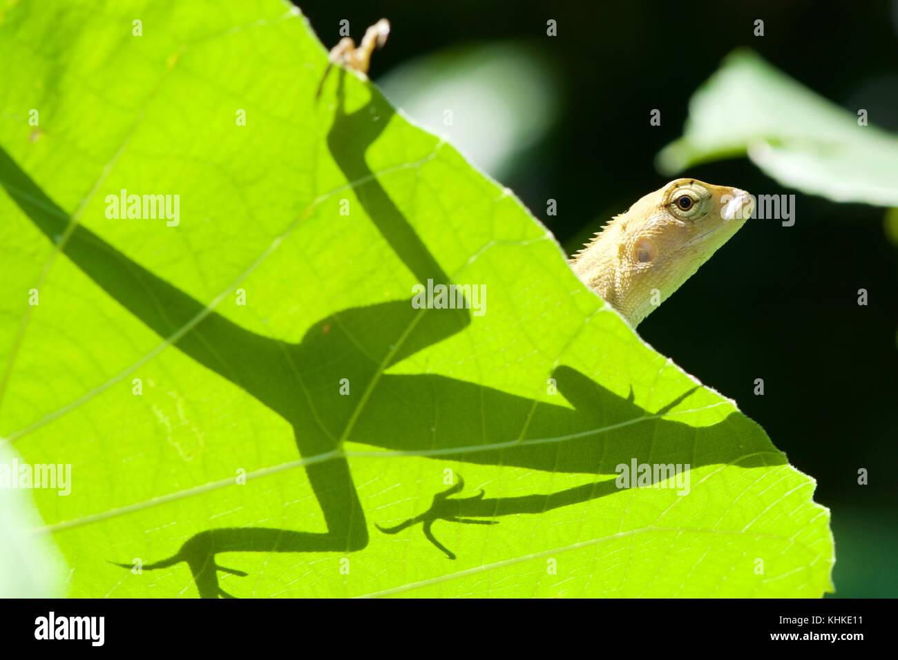 Lucertola comune dal Borneo Foto Stock