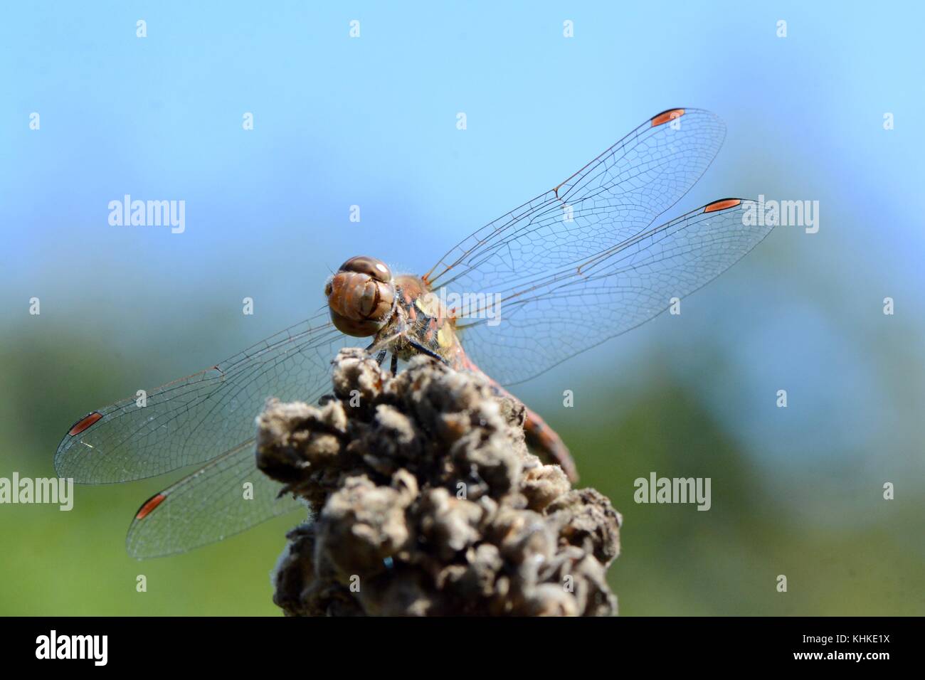 Dragonfly dando un aspetto jaunty Foto Stock