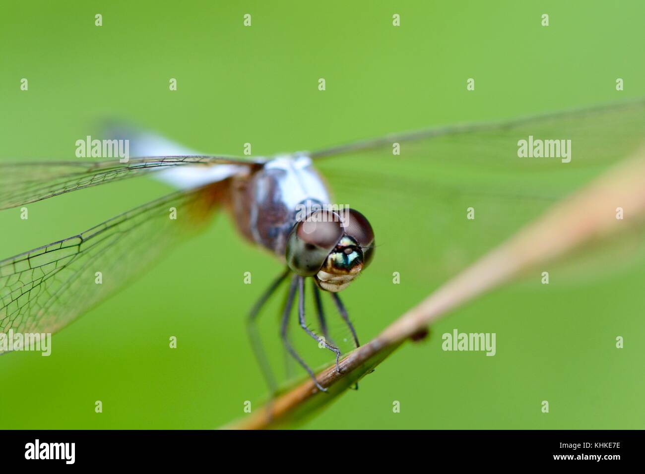 Appollaiato libellula blu Foto Stock
