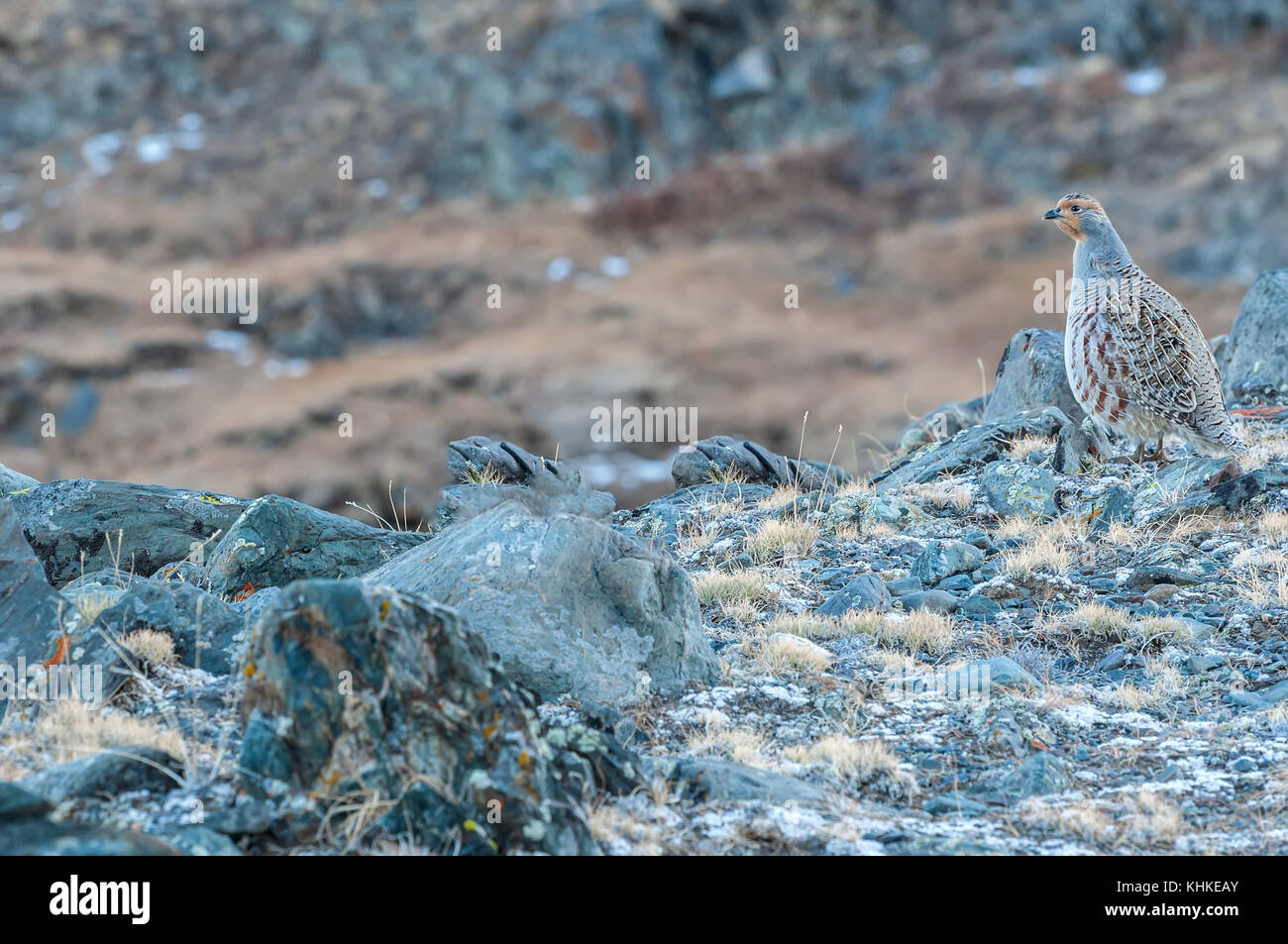 Bird starna con macchie marroni su uno sfondo di pietre in montagna Foto Stock