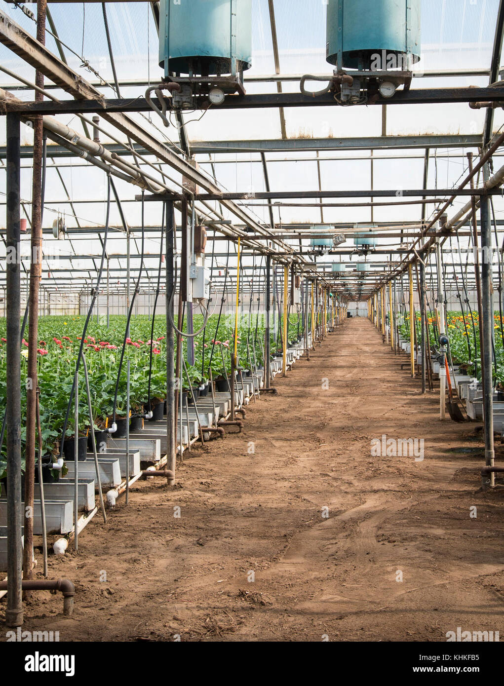 Kitayama Brothers, Inc. (KBI) serre idroponiche con micro irrigazione sono stati in uso per anni nei loro 40 ettari di case verdi il giovedì, 27 agosto 2015, a Watsonville, CA. L'acqua sterile rigenerata e ricaricata viene utilizzata in tutto o in parte dall'Agenzia di Gestione delle acque della valle di Pajaro (PVWMA) e fluisce attraverso microtubi di irrigazione ed emettitori in ogni impianto. Questo è uno dei sistemi di risparmio d'acqua utilizzati dalla famiglia. KBI sono membri attivi della comunità agricola commerciale nella valle di Pajaro e nella contea di Santa Cruz, esplorando nuovi modi per migliorare la loro qualità e business efficienci Foto Stock