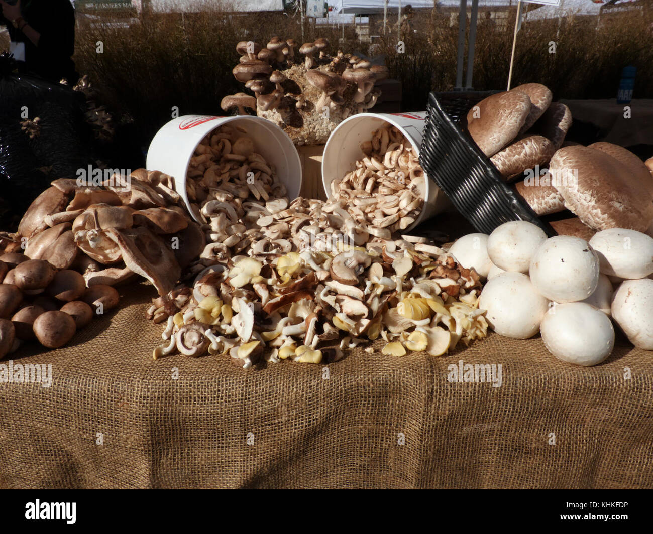 Una varietà di funghi raccolti e coltivati in esposizione presso il People's Garden del Dipartimento dell'Agricoltura degli Stati Uniti (USDA), venerdì 30 ottobre 2015, a Washington, D.C. SI tiene UN Harvest Festival per celebrare la fine della stagione di coltivazione del 2015 nel People's Garden, presso il mercato agricolo dell'USDA. Le attività includono l'opportunità di assaggiare e vedere una varietà di funghi in crescita con ricette, informazioni nutrizionali e consigli grazie all'American Mushroom Institute e al Mushroom Council, e altre mostre. USDA foto di Lance Cheung. Foto Stock