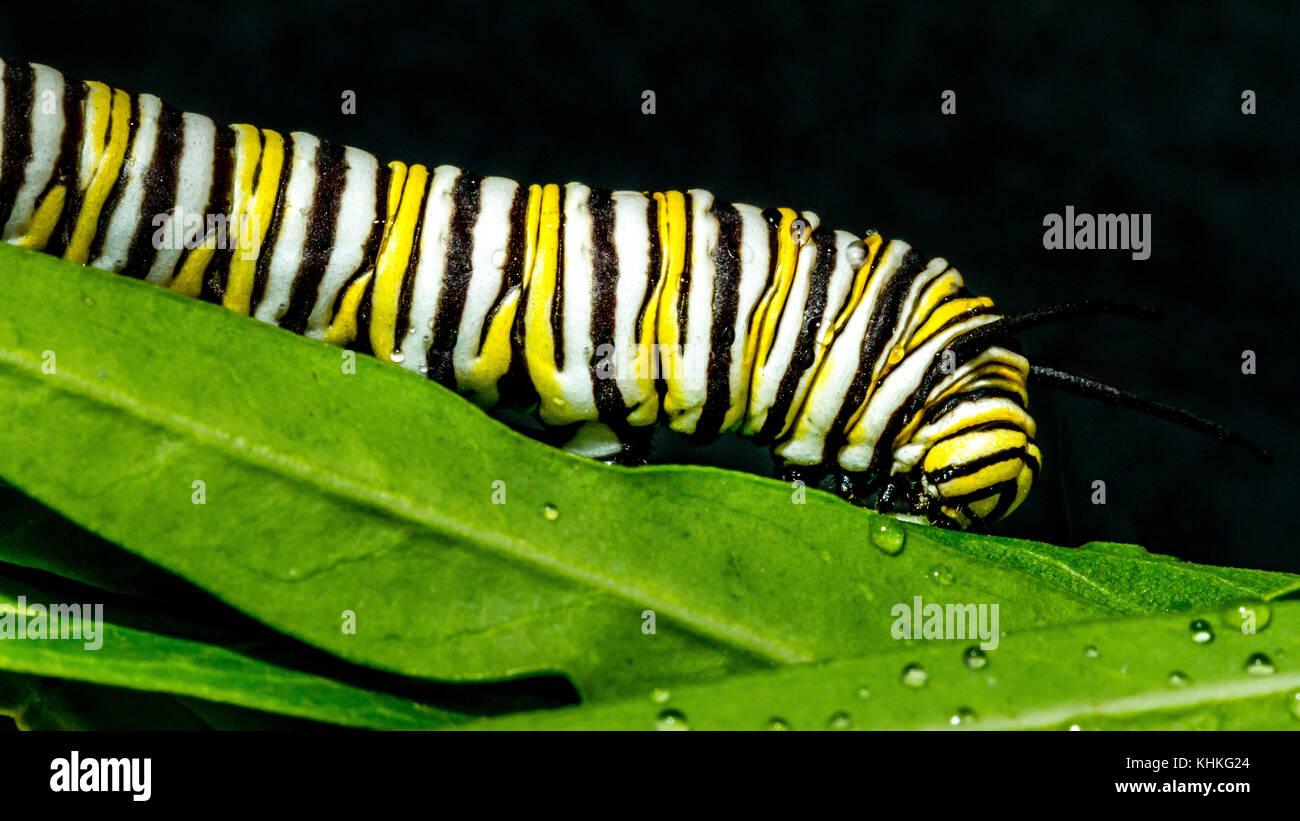 Caterpillar di farfalla monarca sulla lamina Foto Stock
