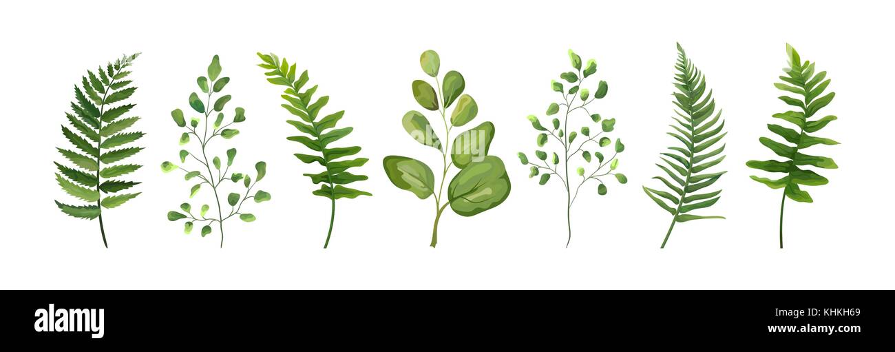 Designer di vettore di elementi di raccolta di foresta verde felce maidenhair frond verde fogliame d'arte naturale alle erbe di foglie in stile acquerello collezione. Illustrazione Vettoriale