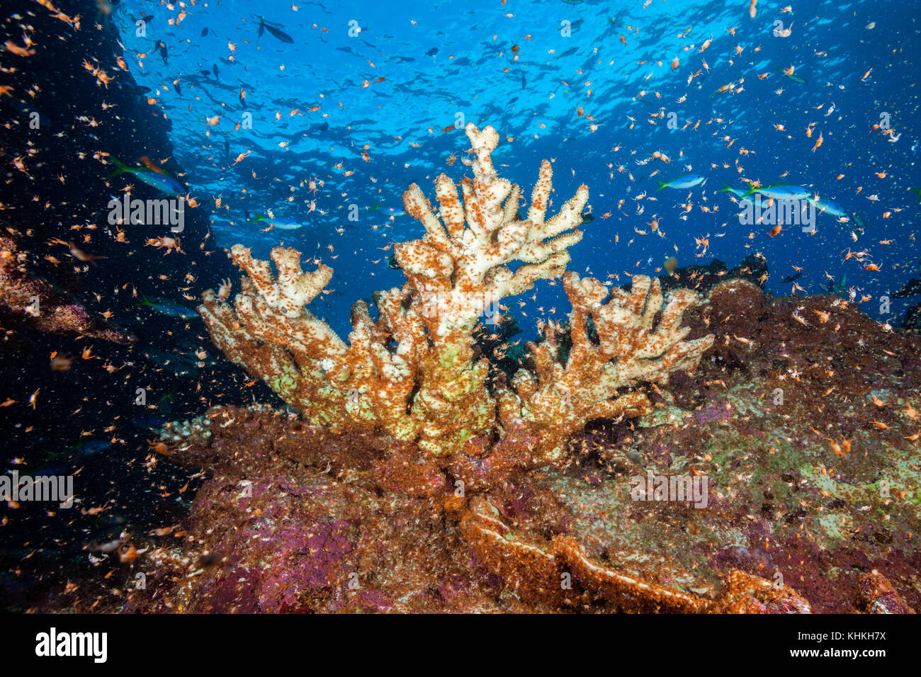 Nuvole di larve di granchio swirl vicino a riva, gecarcoidea natalis, isola Christmas, australia Foto Stock