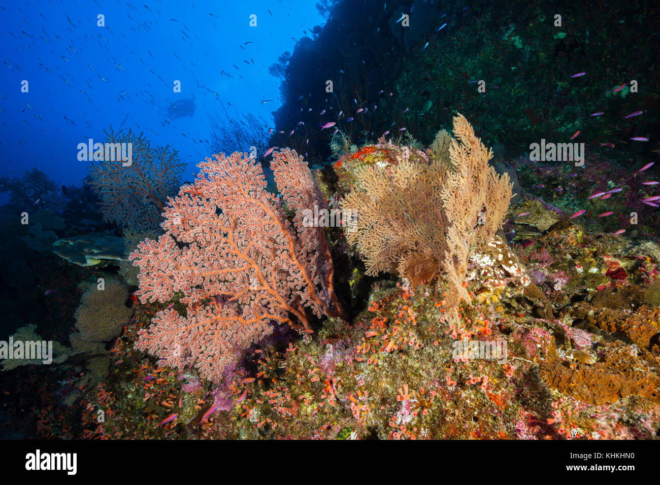 Coral Reef di mare fan, Gorgonaria, Isola Christmas, Australia Foto Stock