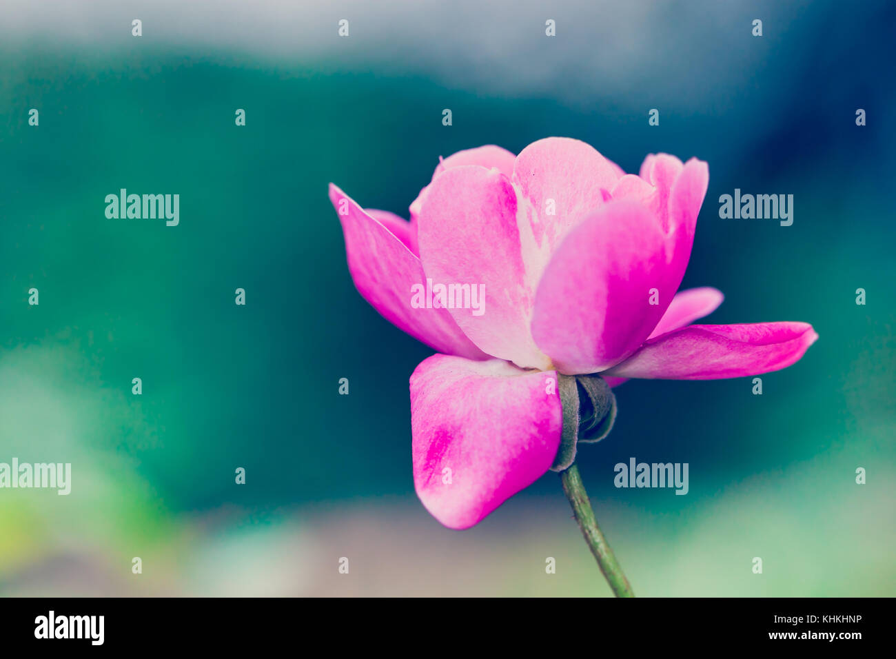 Un unico delicato rosa rosa isolata contro un verde bokeh di fondo al di fuori del giardino di messa a fuoco lo sfondo a causa di uso di profondità di campo. Foto Stock