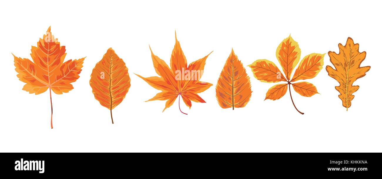 Vector autunno acquerello stagionale in stile di caduta di cenere di acero castagno gelso rosso arancio foglie prelevate foresta natura foglia. Saluto cartolina, banner de Illustrazione Vettoriale