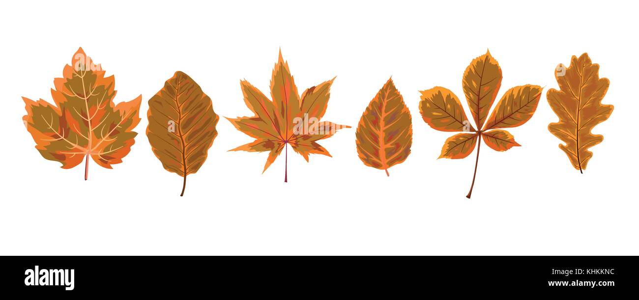 Vector autunno stile acquerello caduta stagionale acero ontano castagno albero marrone arancione foglie prelevate naturale della foresta di fogliame di foglia per cartolina decorat banner Illustrazione Vettoriale