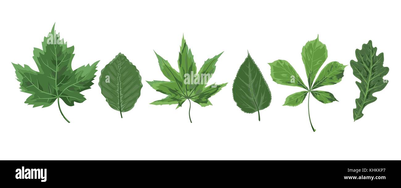 Vettore stile acquerello stagionali di acero verde adler castagno gelso foglie verde fogliame, disegnate foglia forestale. Saluto cartolina, banner decora Illustrazione Vettoriale