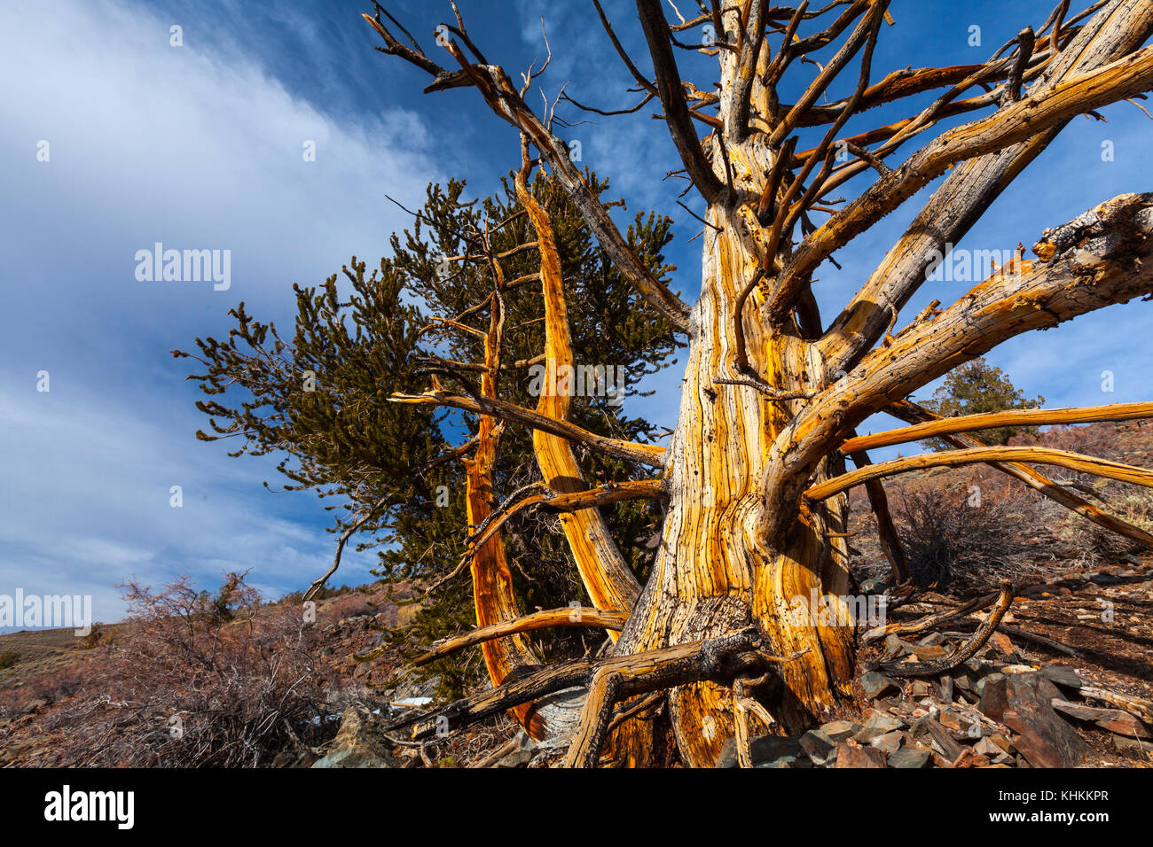 Bristlecone antica foresta di pini, Inyo National Forest, White Mountains, California, USA, America Foto Stock