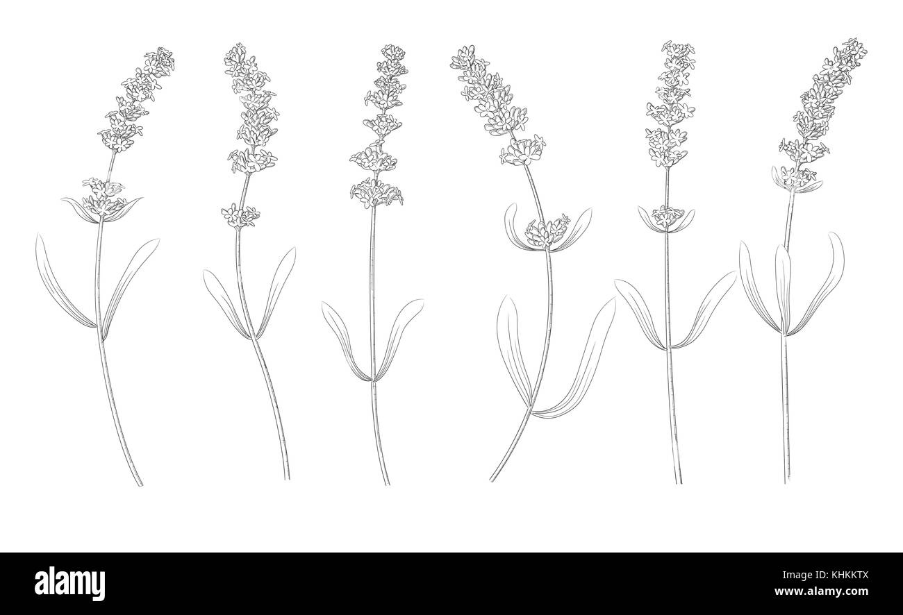 Lavanda fiori, foglie di elementi di design vintage bundle set. Botanici disegnati a mano lineare illustrazione grafica. raccolta di graziosi fiori o Illustrazione Vettoriale