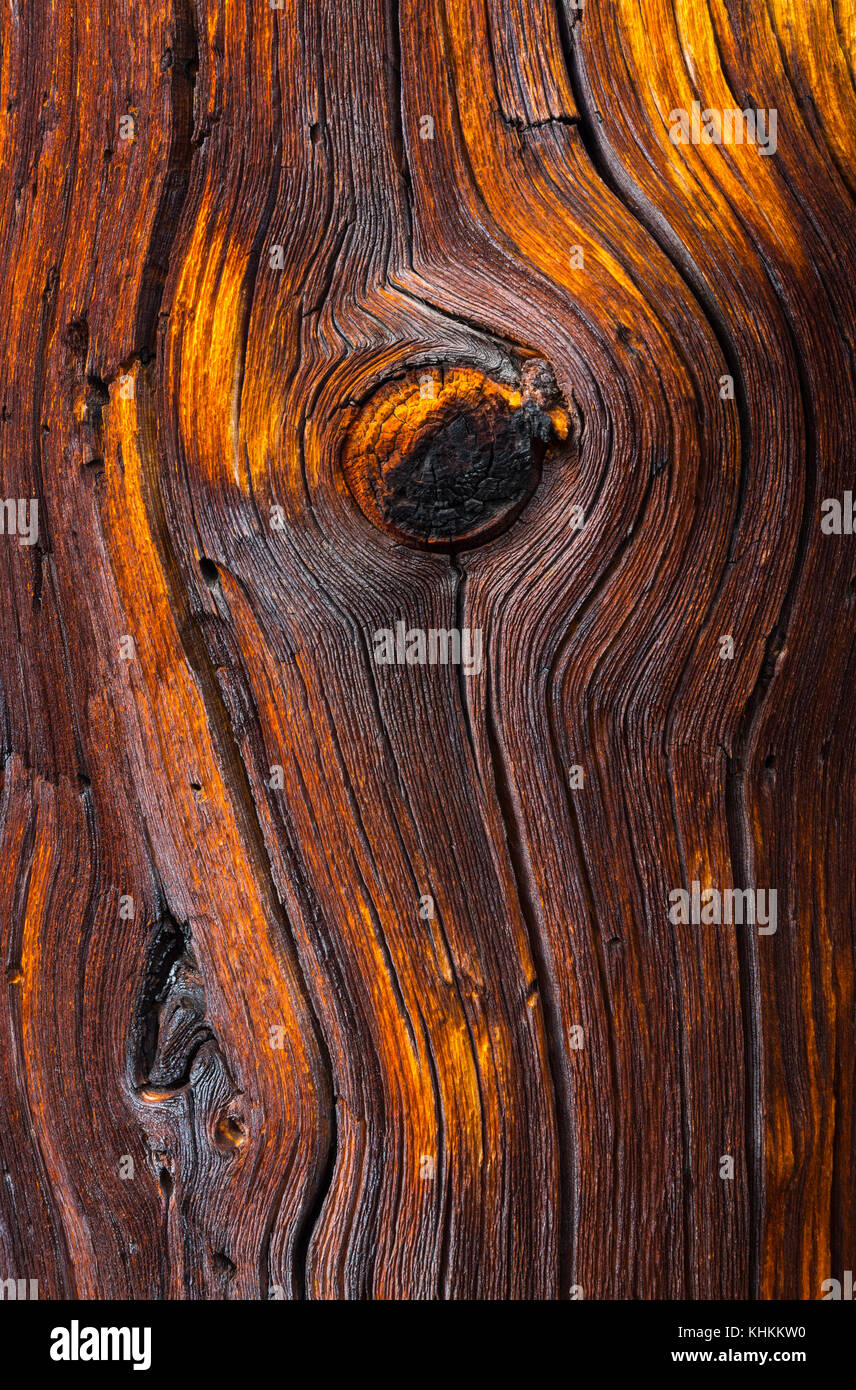 Bristlecone antica foresta di pini, Inyo National Forest, White Mountains, California, USA, America Foto Stock