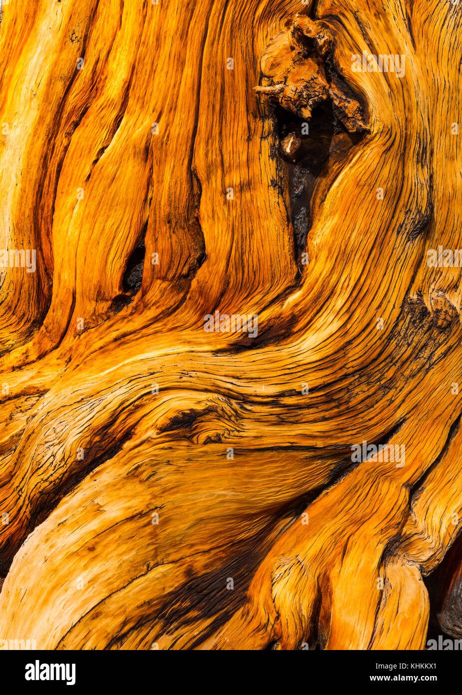 Bristlecone antica foresta di pini, Inyo National Forest, White Mountains, California, USA, America Foto Stock