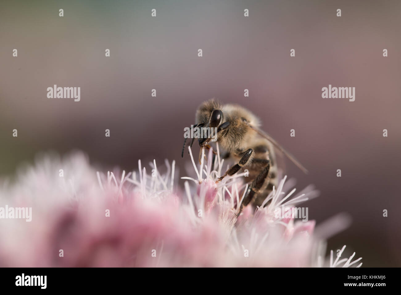 Il miele delle api raccogliendo miele Foto Stock