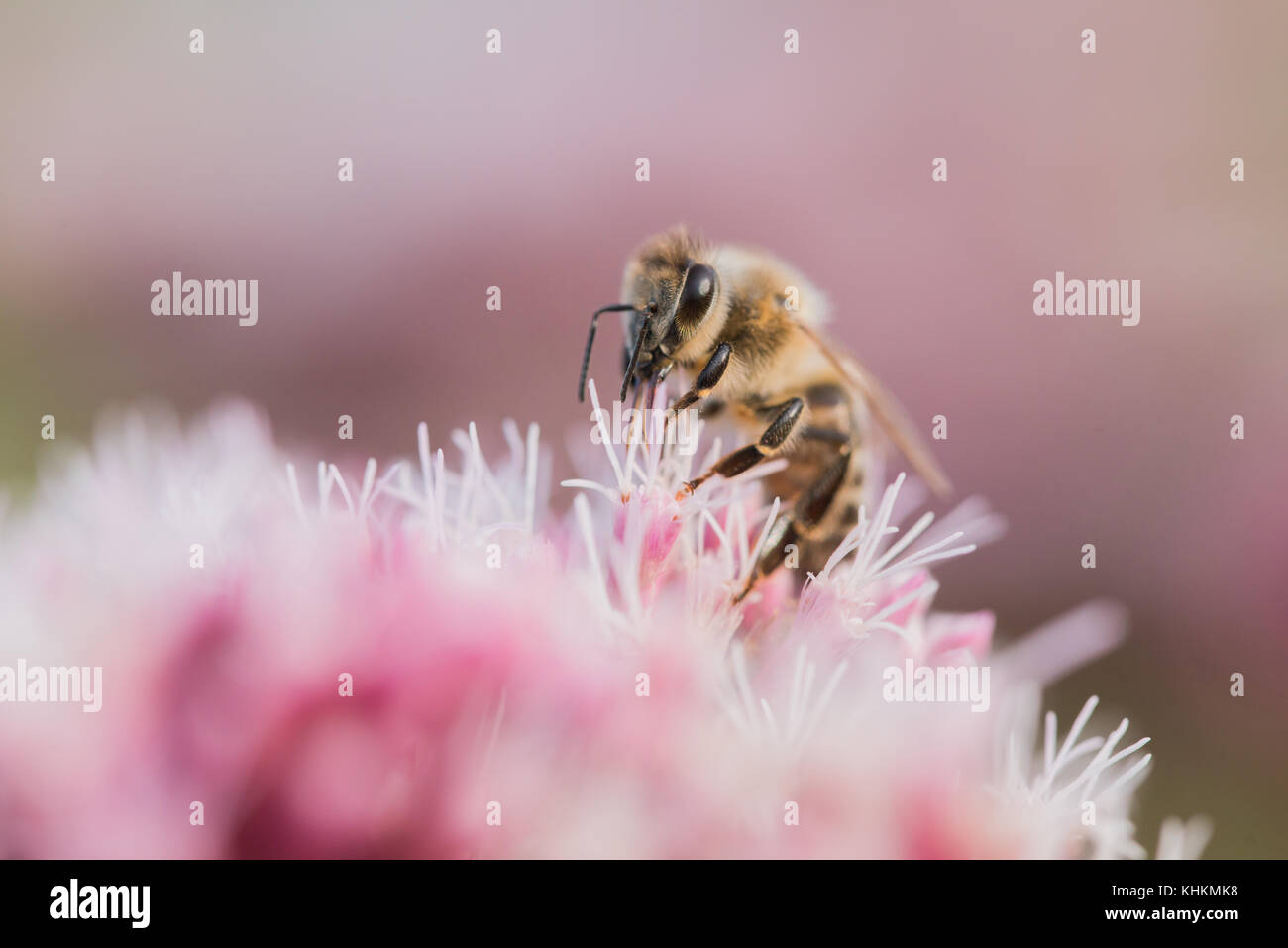 Il miele delle api raccogliendo miele Foto Stock