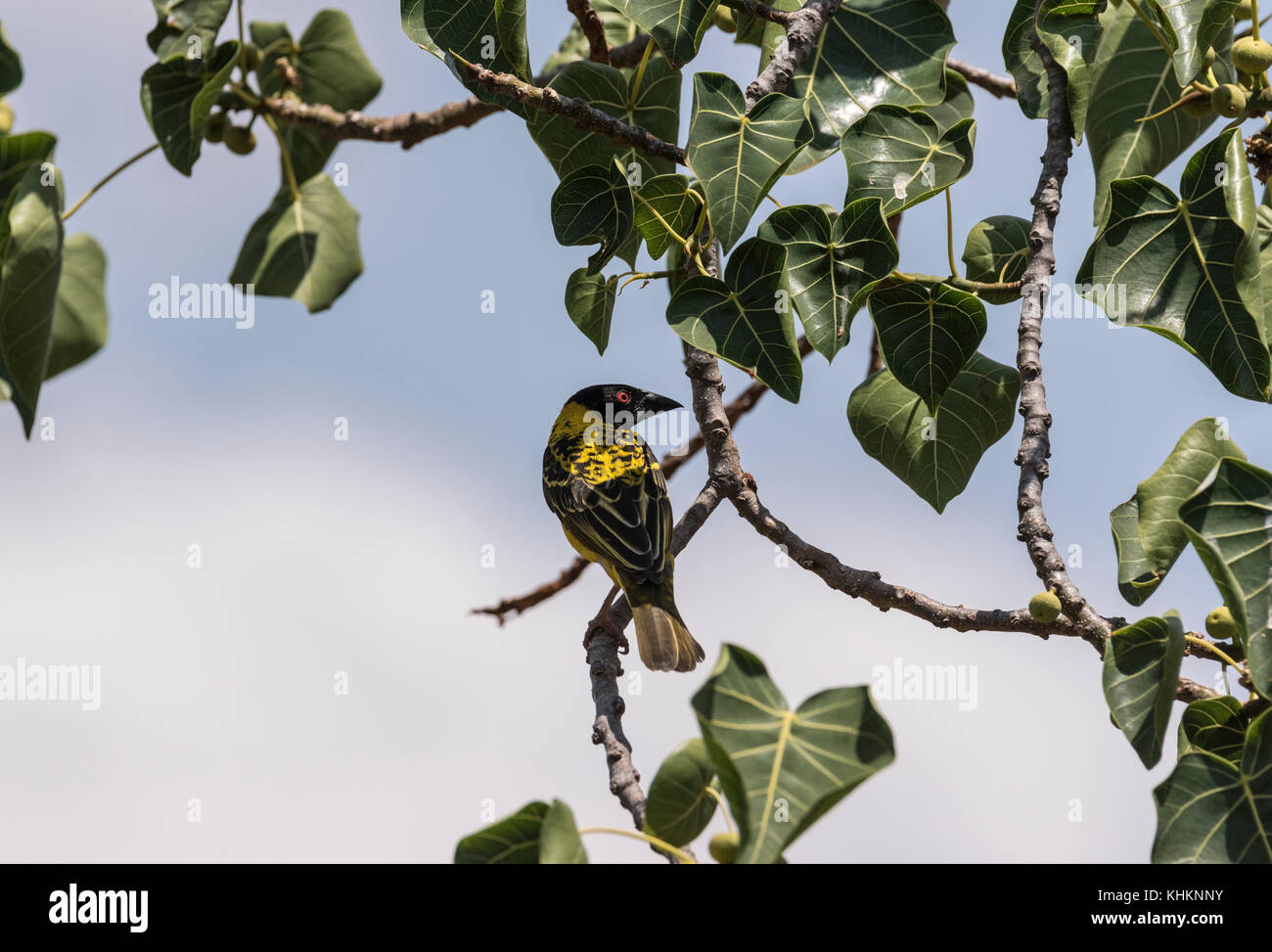 A testa nera/ Village Weaver (Ploceus cucullatus) arroccato in una struttura ad albero Foto Stock