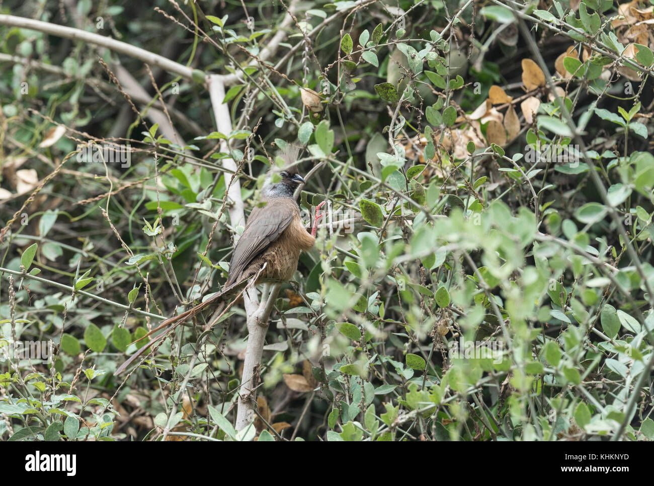 Punteggiate di uccello del Mouse (Colius striatus) Foto Stock